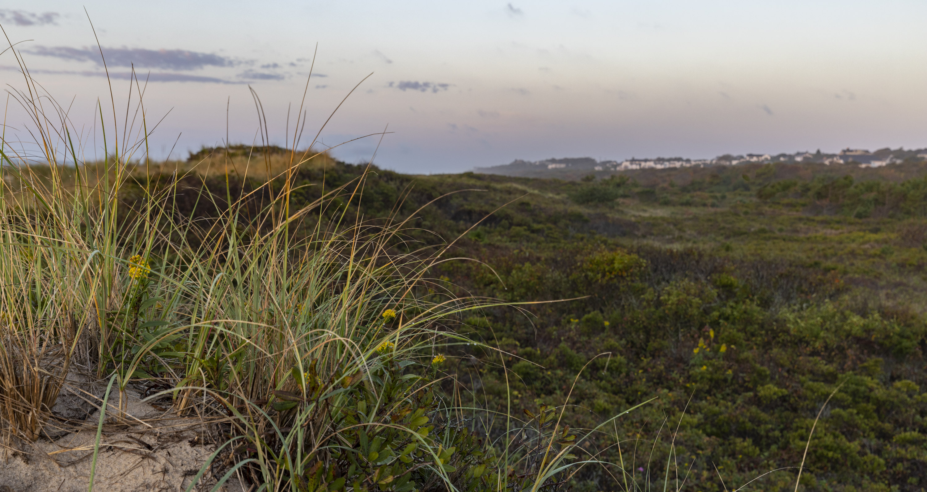 Hamptons beachside dunes landscape